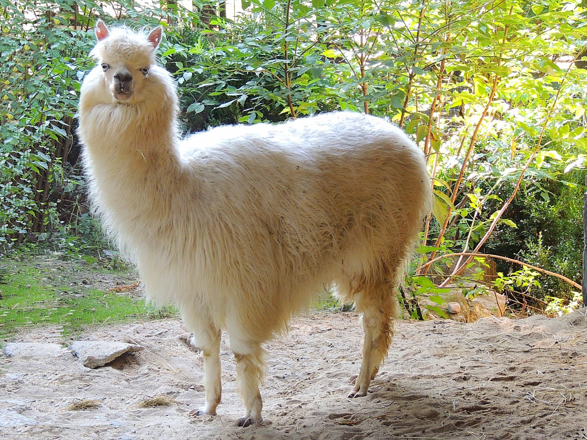 ALPAKA(Lama-pacos) im Zoo Schmiding; 130905