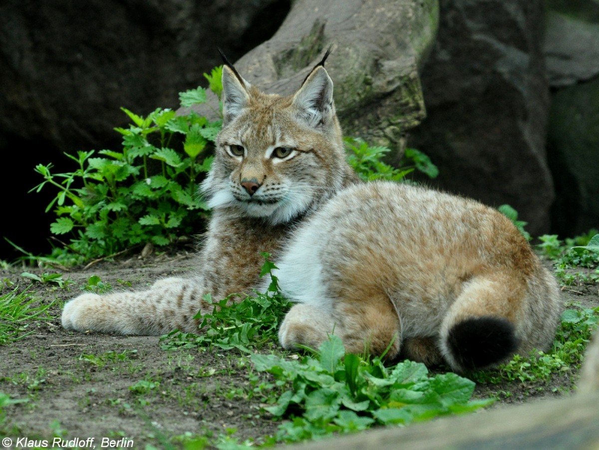 Altai-Luchs-Jungtier (Lynx lynx wardi = syn. isabellinus) im Tierpark Berlin