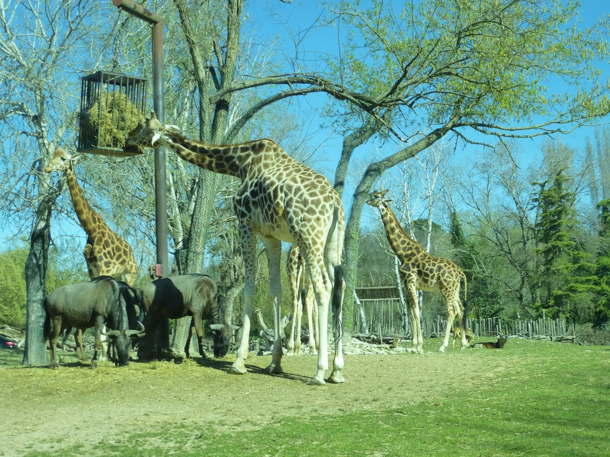 Am 02.04 fraen einige Giraffen ihr Futter im Tierpark in Laszise (Italien).