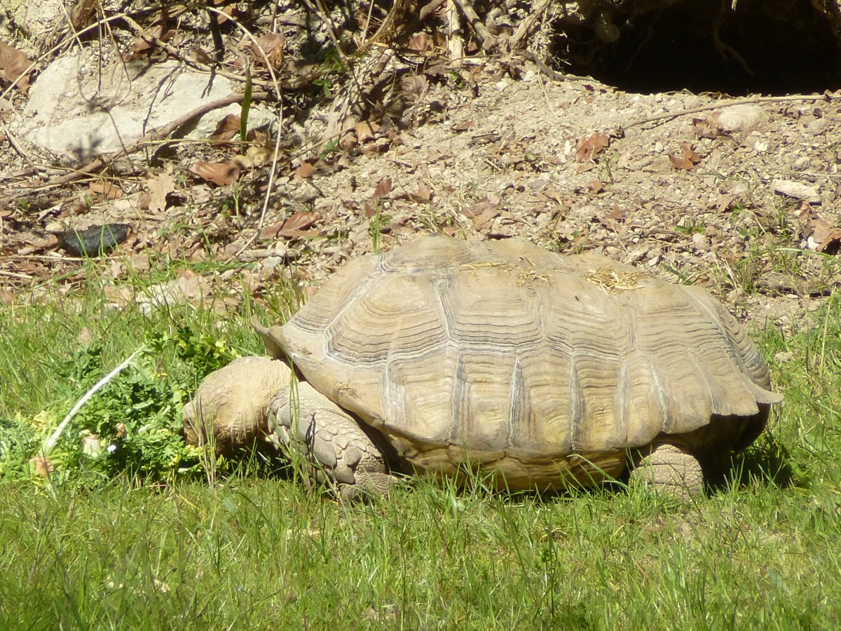 Am 02.04.2015 fra eine Schildkrte etwas Gras, aufgenommen im Tierpark in Laszise (Italien).