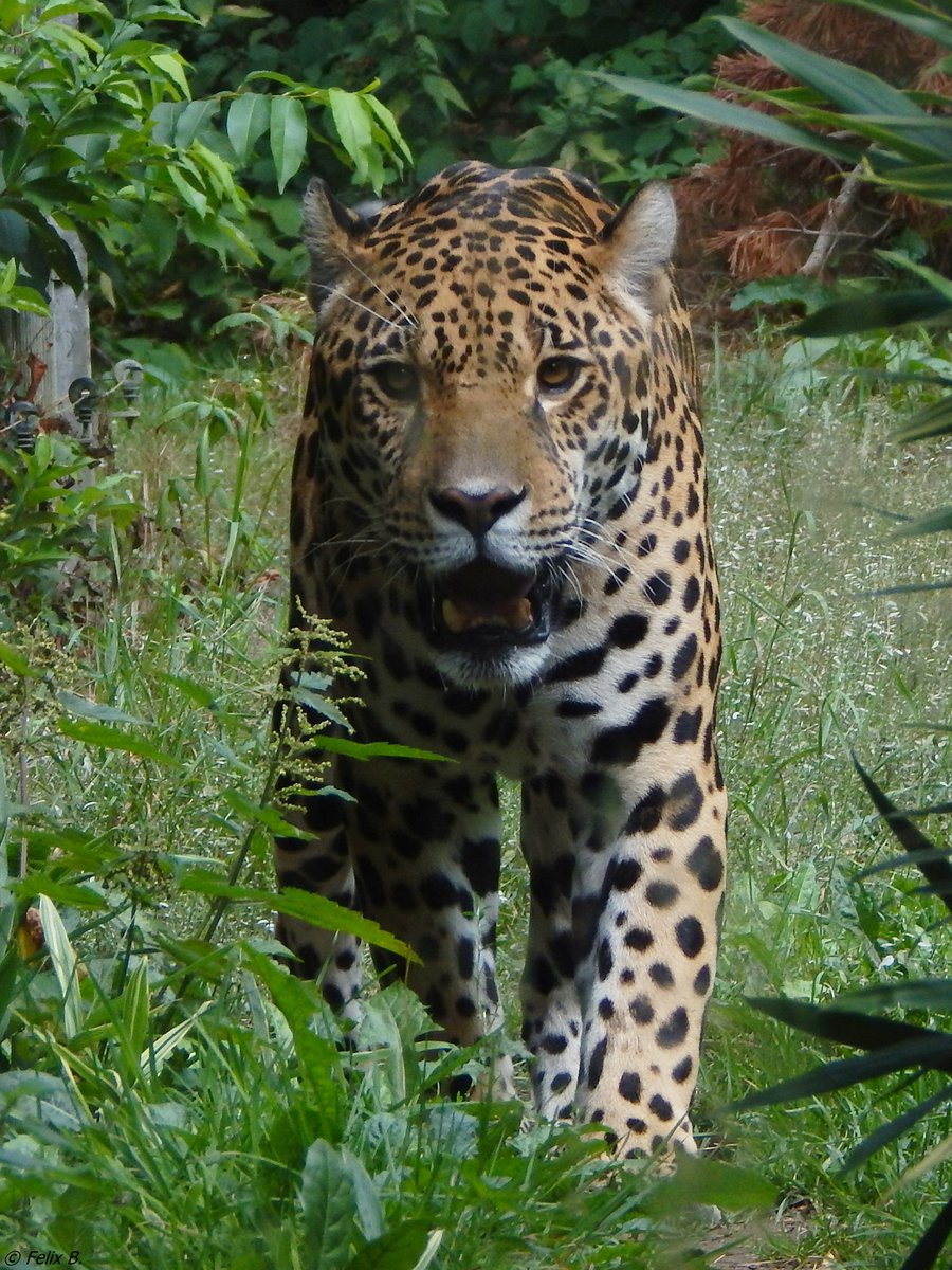 Am 19.08.2018 konnte ich diesen majesttischen Leopard bei seinem Streifzug durch sein Revier im Rostocker Zoo fotografieren.