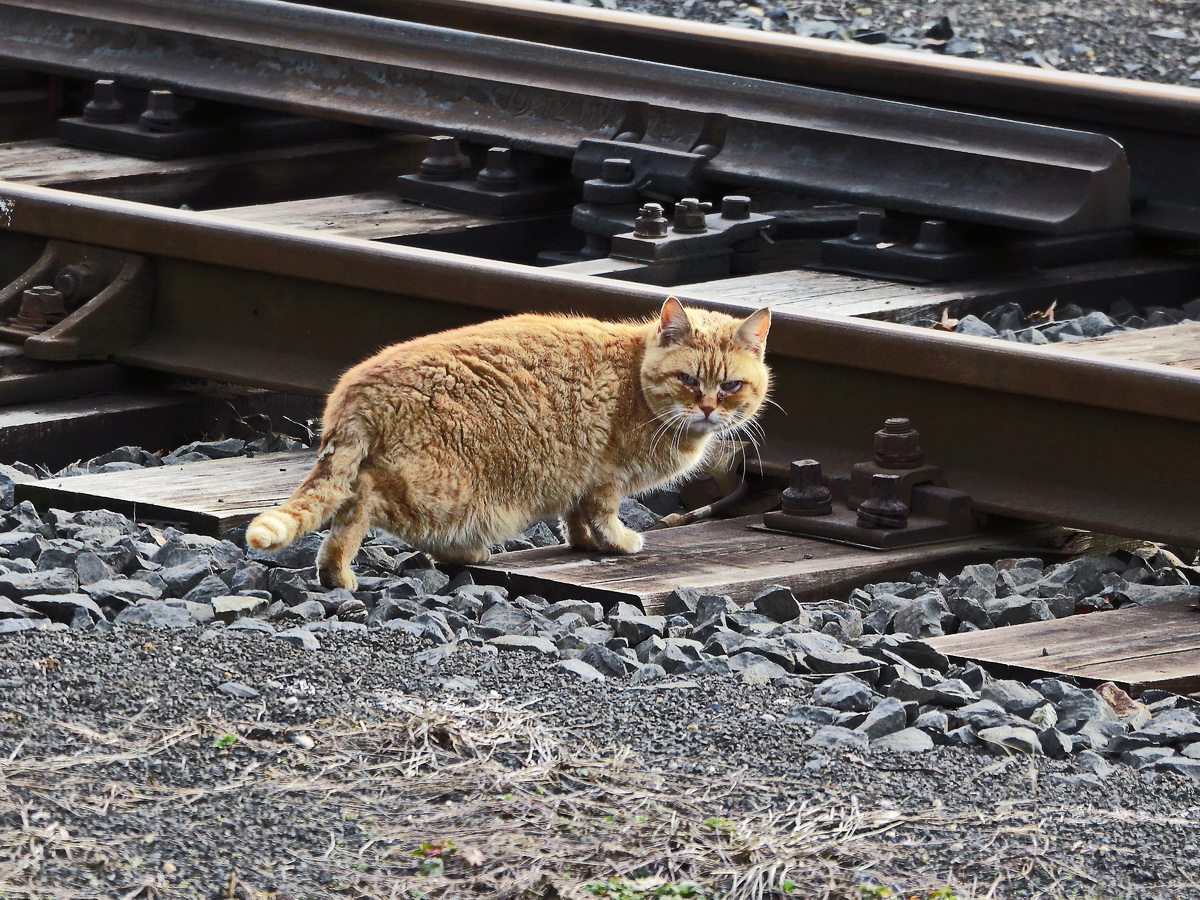 Am Bahnbergang / im Bahnwrterhaus  in Franzensbad ist diese Katze zu Hause, gesehen am 20. Februar 2019