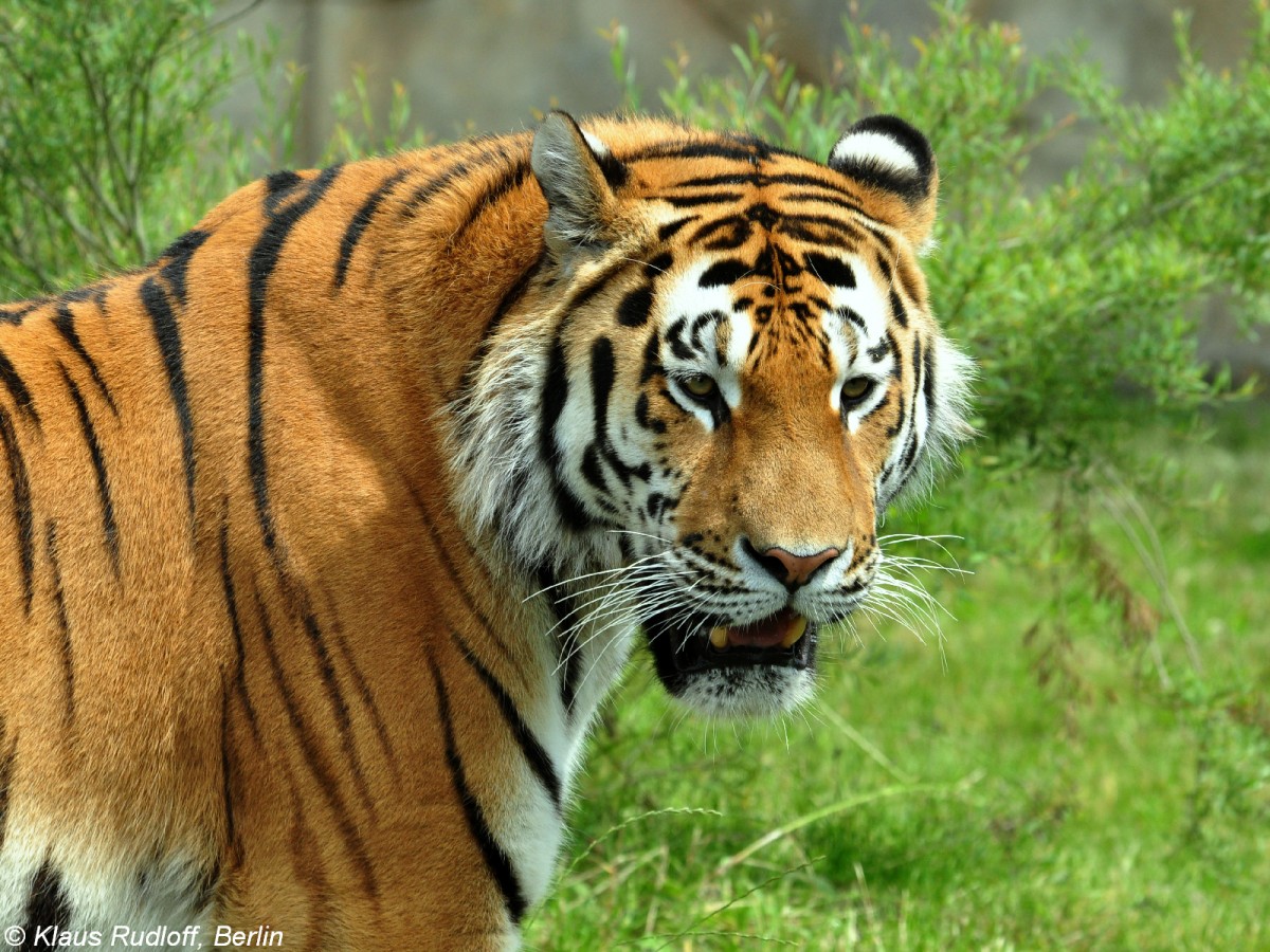 Amur-Tiger (Panthera pardus altaica). Mnnchen im Zoo Hluboka / Tschechien.