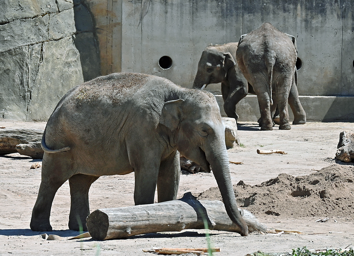 Asiatische Elefanten im Elefantenpark des Klner Zoo - 14.06.2022