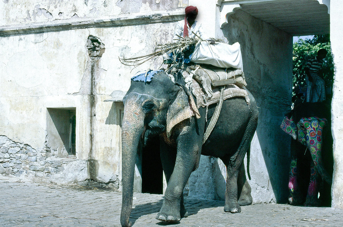 Asiatischer Arbeitselefant in Jaipur. Bild vom Dia. Aufnahme: Oktober 1988.