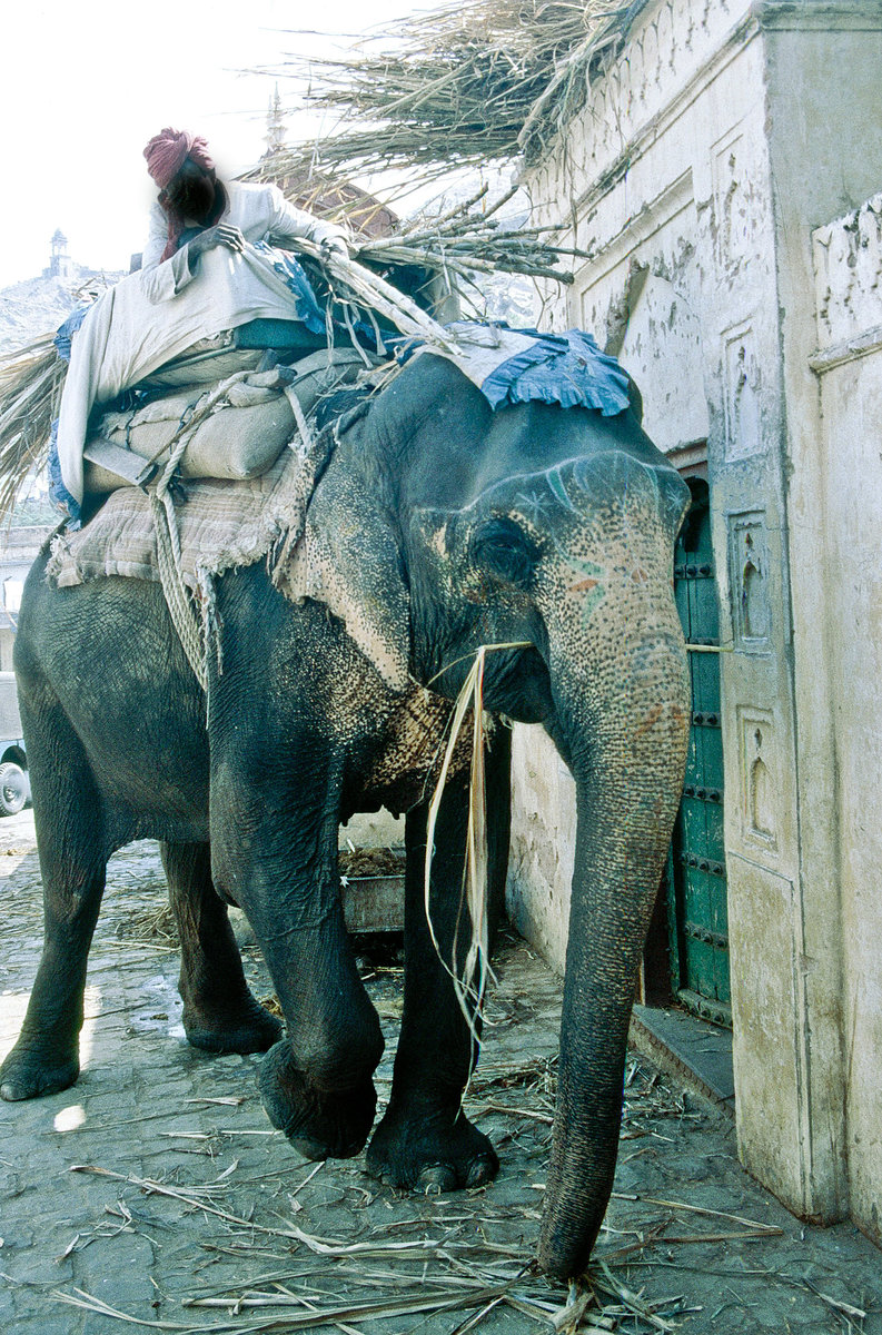 Asiatischer Arbeitselefant in Jaipur. Bild vom Dia. Aufnahme: Oktober 1988.