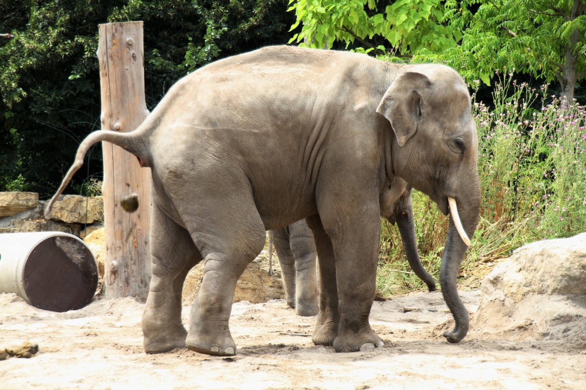 Asiatischer Elefant (Elephas maximus) am 25.7.2010 im Zoo Heildelberg.