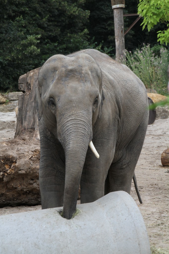 Asiatischer Elefant (Elephas maximus) bei der tglichen Beschftigung. 25.7.2010 im Zoo Heildelberg.