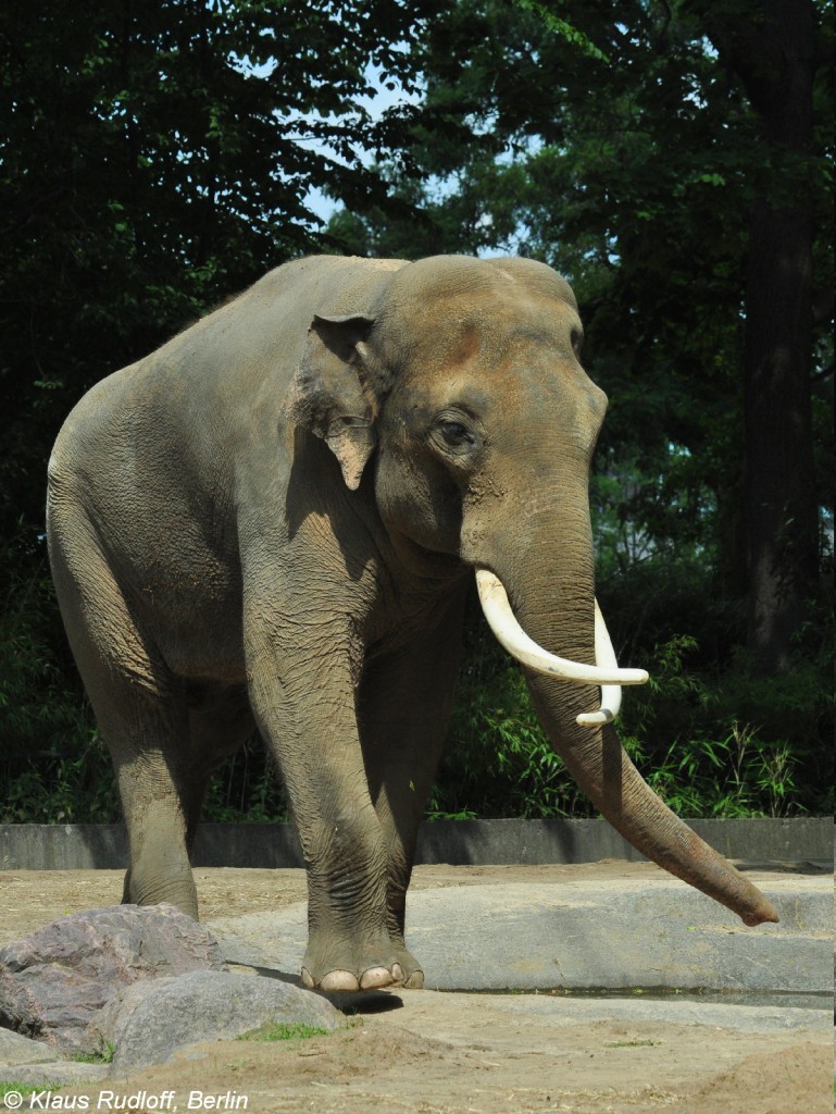 Asiatischer Elefant (Elephas maximus). Bulle  Victor  im Zoo Berlin (Juli 2015).
