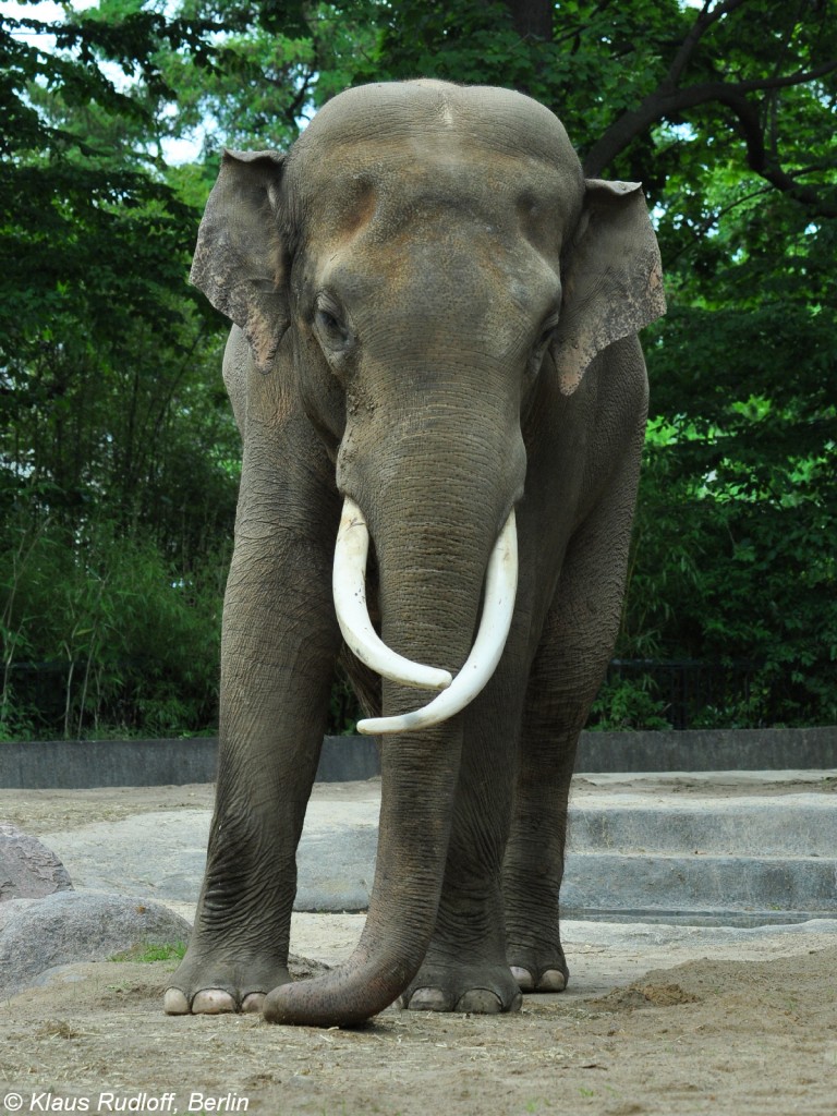 Asiatischer Elefant (Elephas maximus). Bulle  Victor  im Zoo Berlin (Juli 2015).