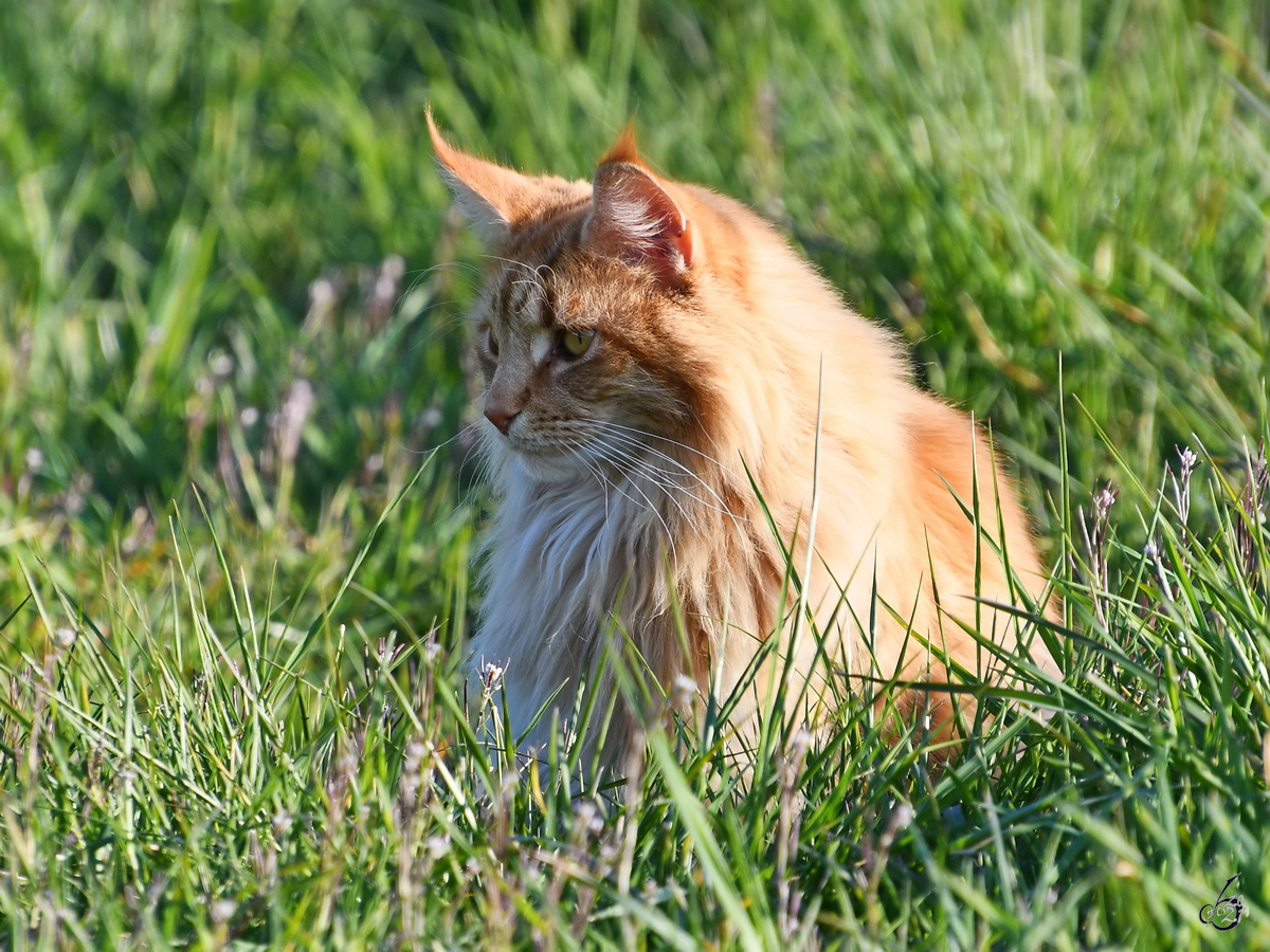 Auf dem Weg nach Hause sa diese Katze im hohen Gras. (Witten, April 2021)