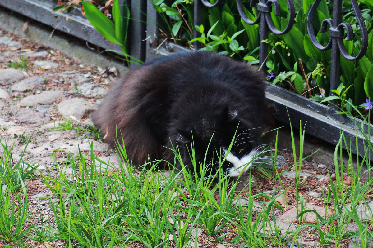 Auf dem Weg nach Hause sa eine unserer Katzen am  Gras vor den Zaun am 05. Mai 2022.