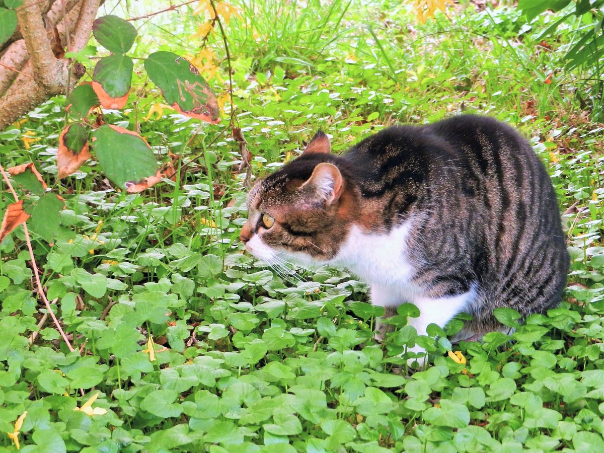 Aufmerksame Katze hat irgendwas entdeckt - 06.04.2012
