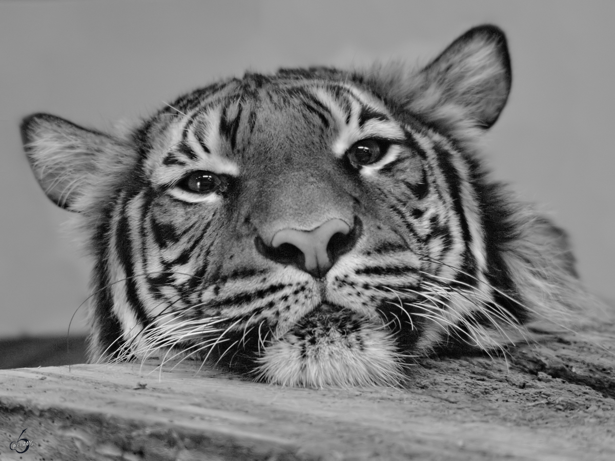 Aug´ in Aug´ mit einem Malaiischen Tiger. (Januar 2010)