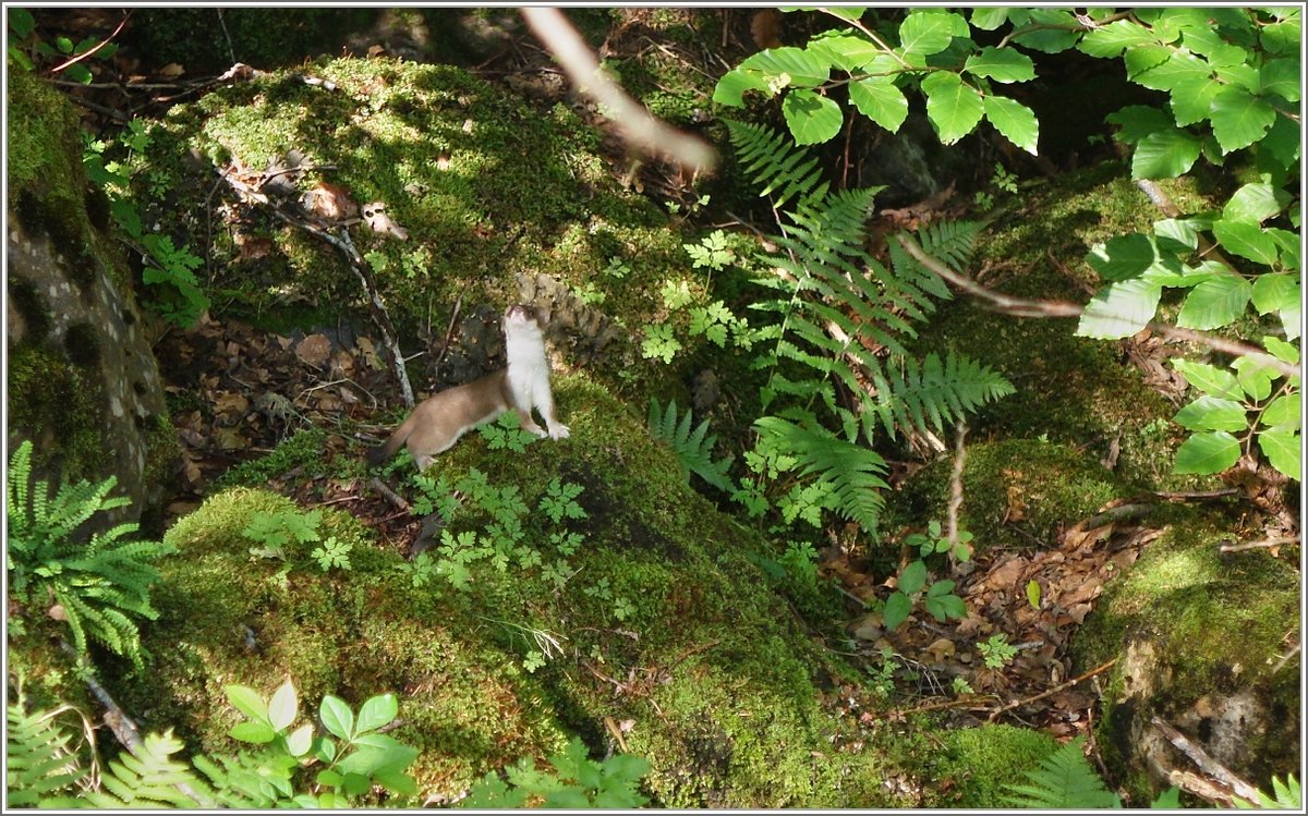 Bei einem Spaziergang im Wald tauchte mit einem Mal ein Mauswiesel auf und schaute neugierig zur Kamera.
(02.08.2017)