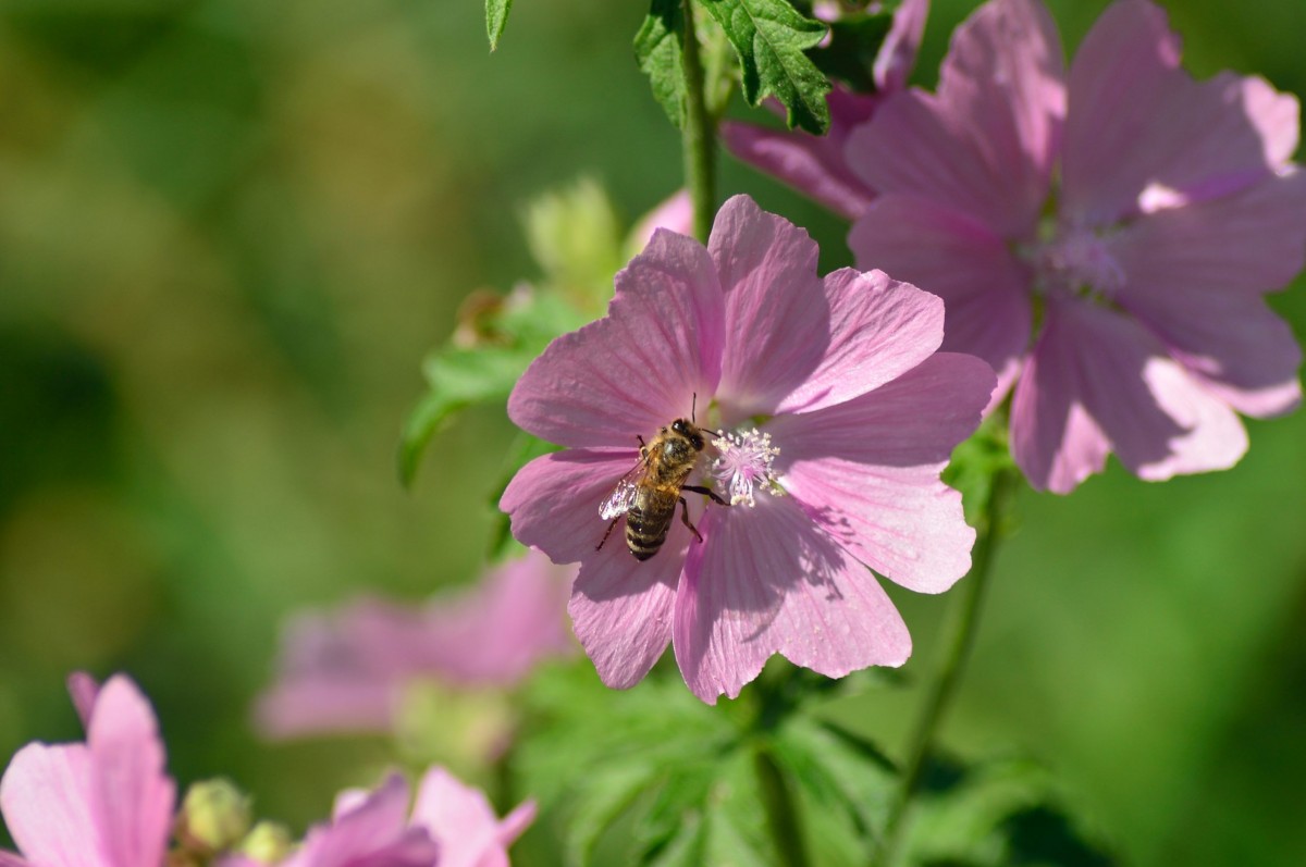 Biene auf einer Blte am Wegesrand in einer Streuobstwiese. 29.8.2015