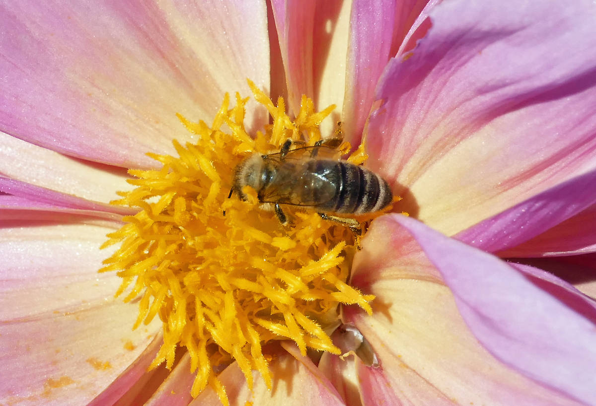 Biene beim Sammeln von Nektar - 15.10.2017