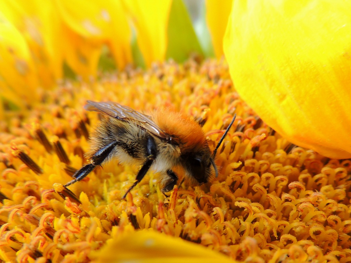 Biene sucht in der Blte einer Sonnenblume nach Nahrung; 150906