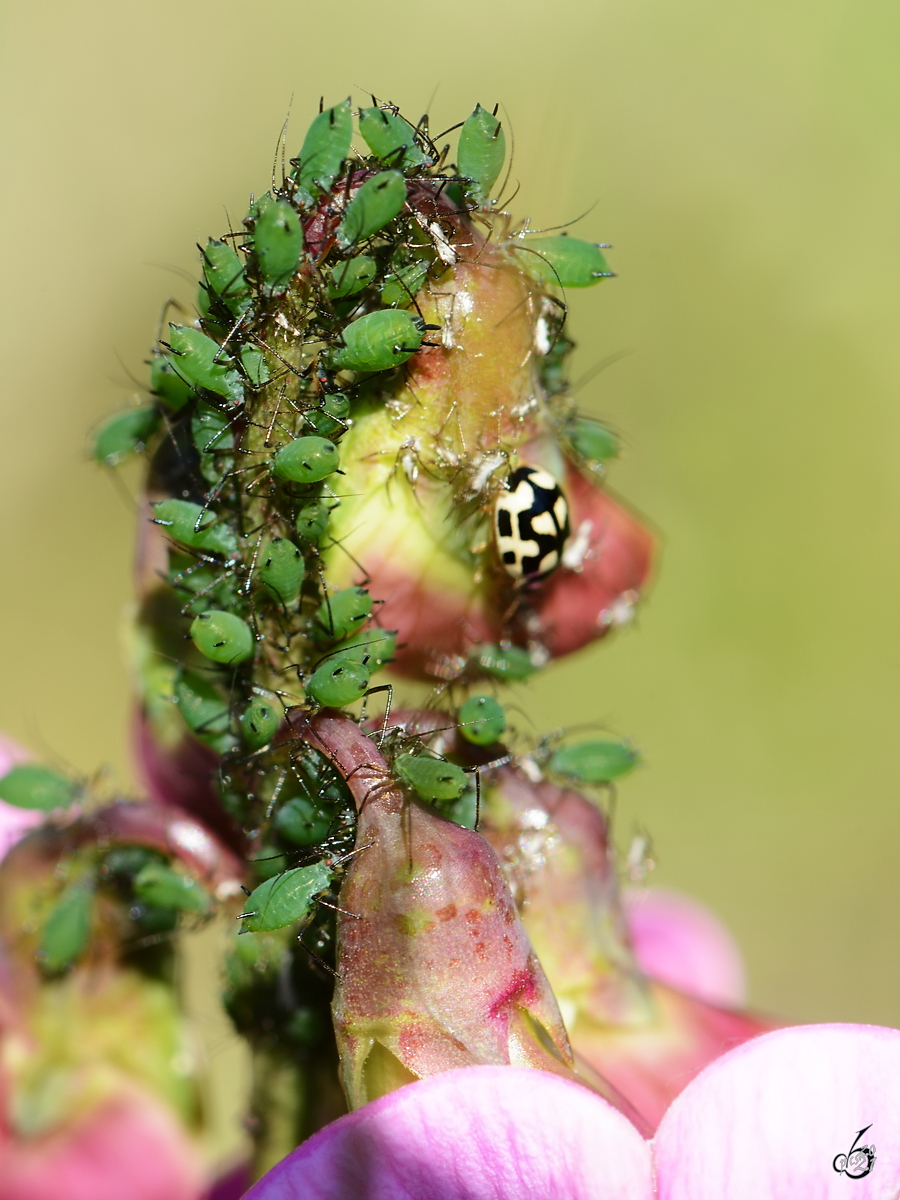 Blattluse (?) befallen in Massen eine Pflanze, so gesehen Ende August 2014 bei Jarmen.