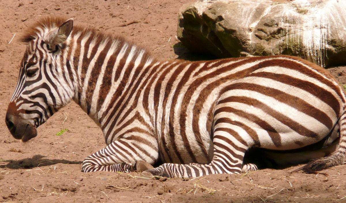 Bhm- oder Grantzebra (Equus quagga boehmi). Zusammen mit Marabus leben in der  Afrika Savanne  diese Zebras im Nordhorner Tierpark. Gesehen im Juni 2017.