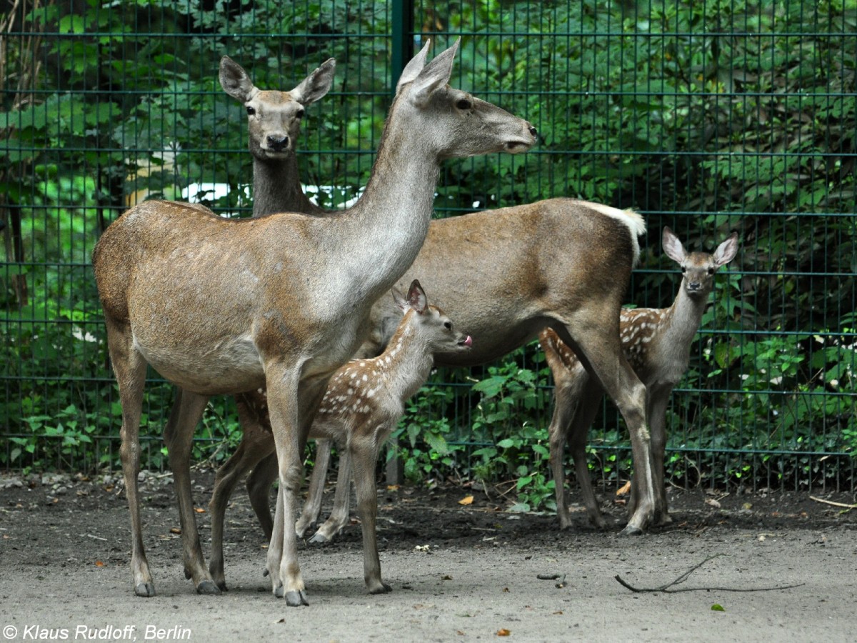 Bucharahirsch (Cervus elaphus bactrianus). Weibchen mit Jungtieren im Tierpark Berlin (August 2015).