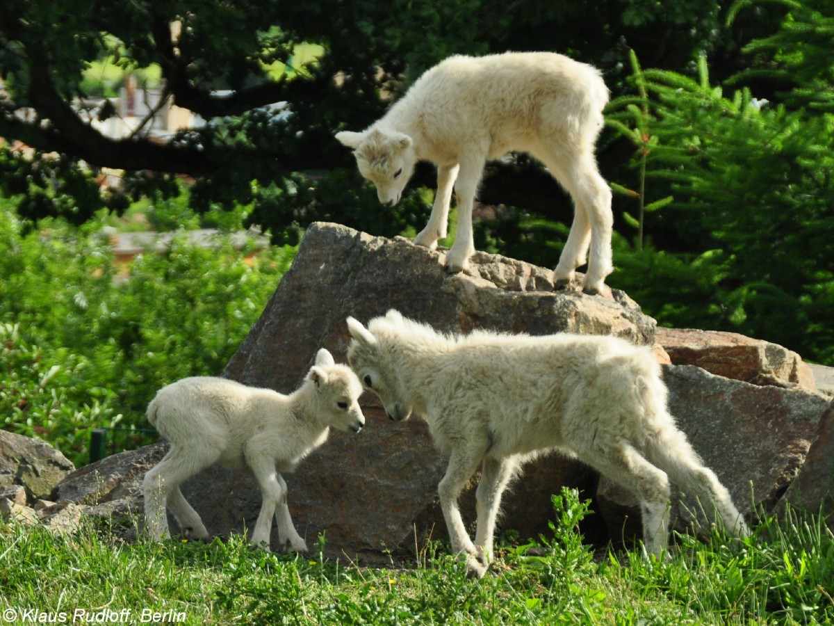 Dallschaf (Ovis dalli dalli). Jungtiere (von drei verschiedenen Mttern) im Zoo und Botanischen Garten Pilsen (Plzen, Juni 2015).