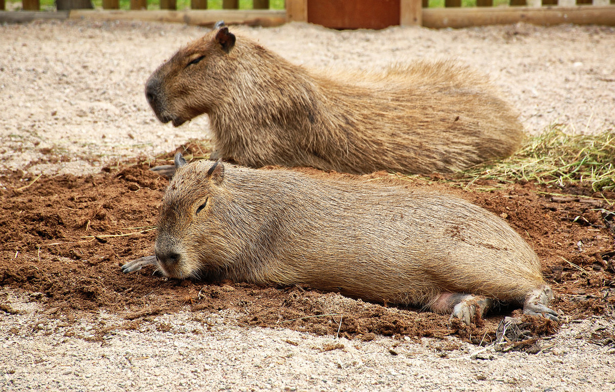 Das Capybara oder Wasserschwein (Hydrochoerus hydrochaeris) ist eine Sugetierart aus der Familie der Meerschweinchen (Caviidae). Die Tiere wurde im Kolmrden (Schweden) aufgenommen. Aufnahme: 22. Juli 2017.

Nagetiere - Meerschweinverwandte - Capybara