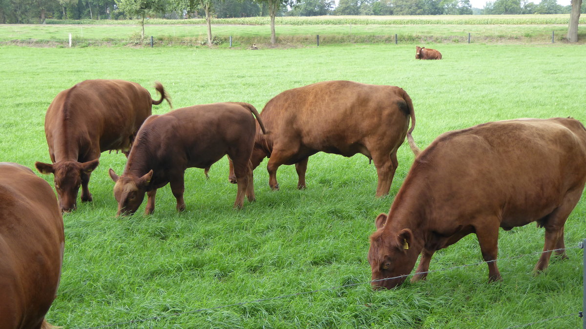 Das  Deutsche Angus-Rind , ein reinerbig hornloses Tier. Sie sind sehr rumpfig, feingliedrig, wchsig und frhreif. Sie werden in schwarz und rot gezchtet. Diese Rinder grasen auf einer Weide in Bookholt bei Nordhorn. Aufgenommen im September 2019.