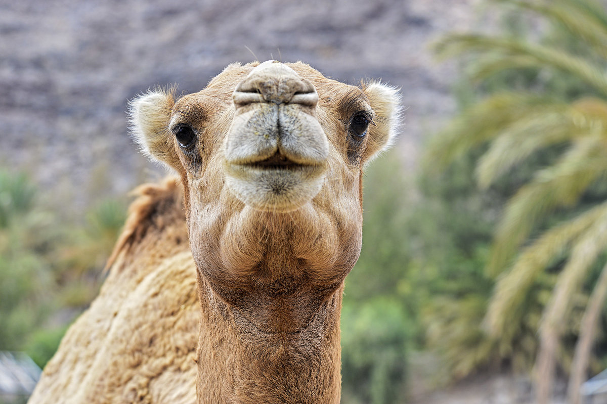 Das Dromedar (Camelus dromedarius), auch als Einhckriges oder Arabisches Kamel bezeichnet, ist eine Sugetierart aus der Gattung der Altweltkamele innerhalb der Familie der Kamele (Camelidae). Es ist als Last- und Reittier in weiten Teilen Asiens und Afrikas verbreitet, in seiner Wildform jedoch ausgestorben. Aufnahmne: 20. Oktober 2017.