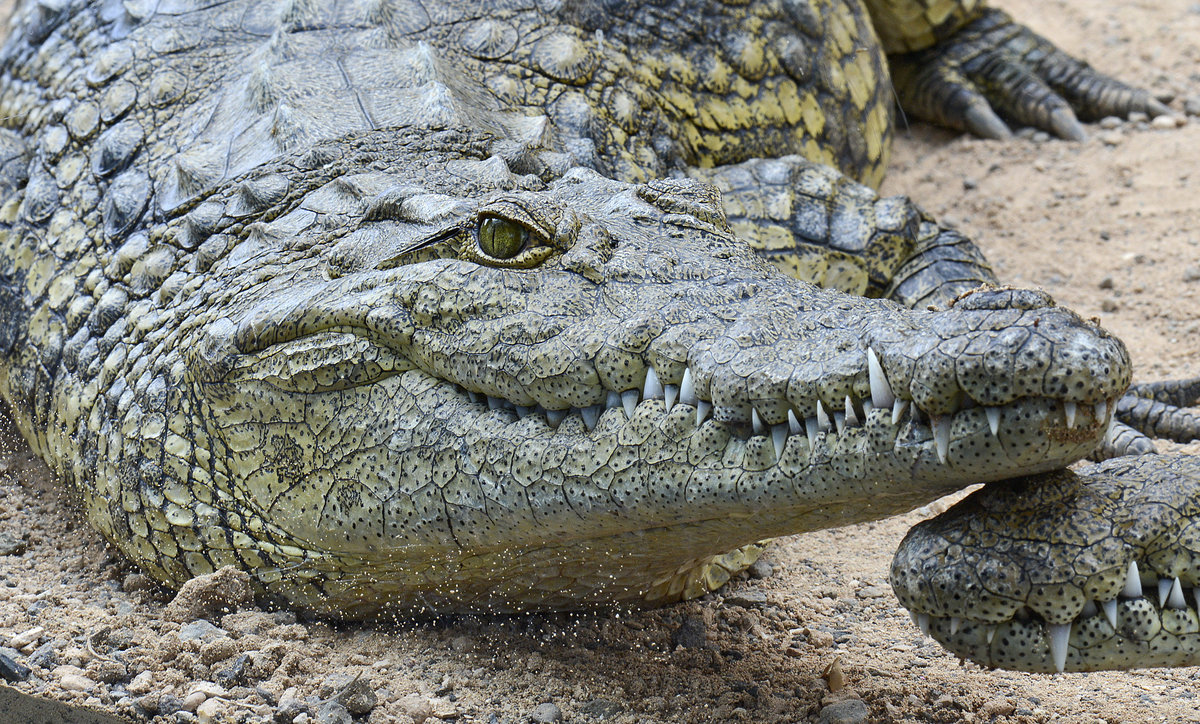 Das Sumpfkrokodil (Crocodylus palustris) ist eine Art der Echten Krokodile (Crocodylidae). Das Sumpfkrokodil ist ein Swasserbewohner, der vor allem in Flssen, Seen und Smpfen zu finden ist. Auerdem bewohnt es die Bewsserungskanle und knstlich angelegten Wasserreservoirs seiner Heimat. Gelegentlich wurden Sumpfkrokodile auch im Brackwasser angetroffen.
Aufnahme: 20. Oktober 2017.