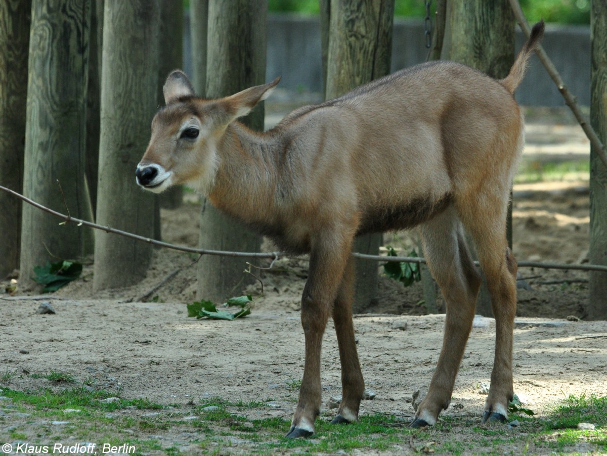 Defassa-Wasserbock (Kobus ellipsiprymnus defassa). Jungtier im Zoo Berlin (Juli 2015). 