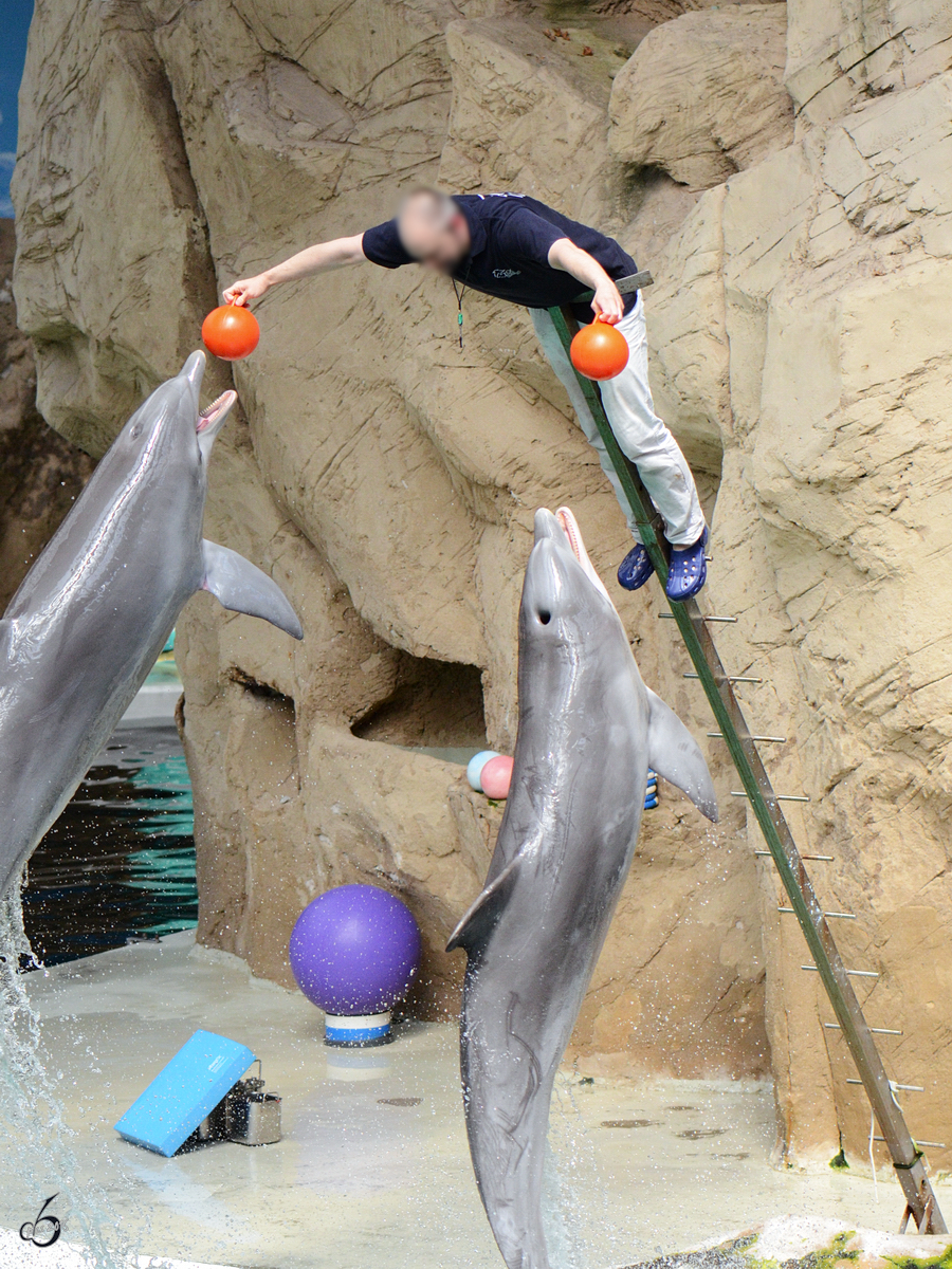 Delfine whrend einer Vorfhrung im Zoo Duisburg. (Juli 2013)