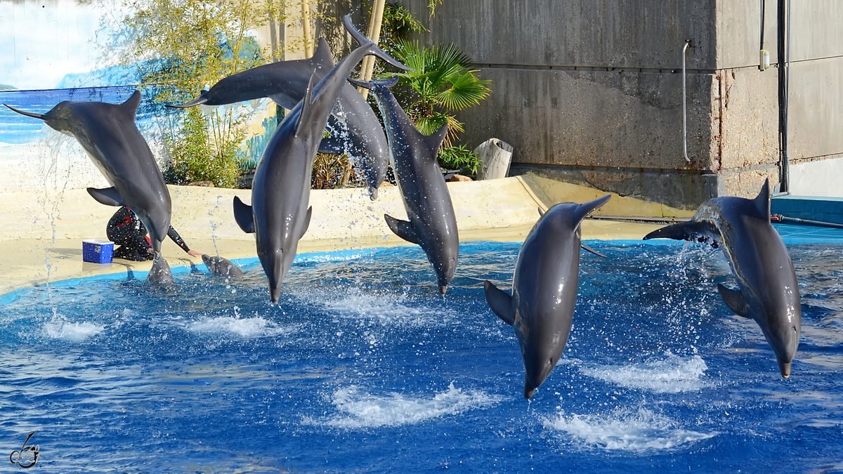 Delfinvorfhrung im Zoo von Madrid. (Dezember 2010)
