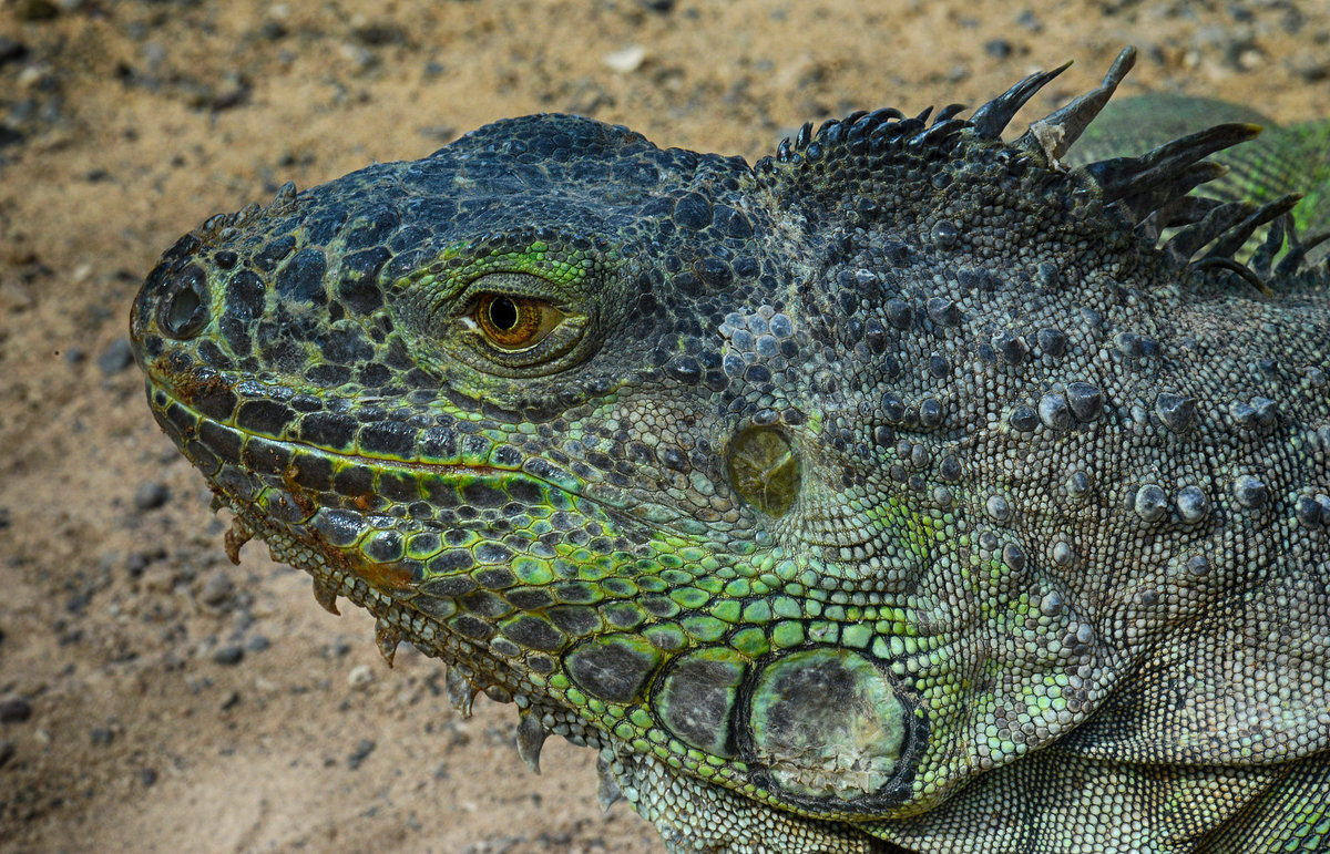 Der Grne Leguan (Iguana iguana) ist ein Vertreter der Leguane (Iguanidae), dessen Lebensraum in Mittelamerika und Sdamerika liegt.Entgegen dem Namen ist Iguana iguana nicht vollkommen grn, viele Tiere sind eher grulich-grn oder haben einen starken Einfluss von brauner Farbe.  Aufnahme: 20. Oktober 2017.