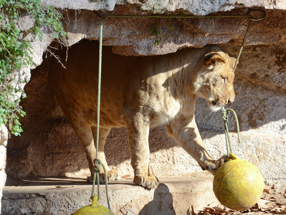 Der kleine Angolalwe versucht sich an einem Ballspiel. (Zoo Barcelona, Dezember 2011)