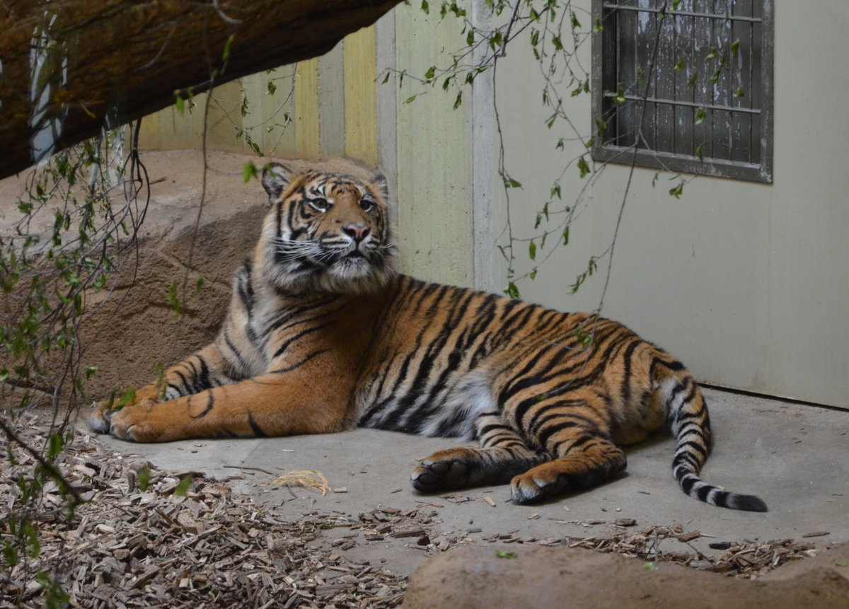 Der Malaysia-Tiger hat einen dem Knigstiger sehr hnlich geformten Schdel. Die Gre der Tiere entspricht mit 255–275 cm (Mnnchen) und 230–255 cm (Weibchen) Im Cottbuser Zoo am 19.05.2017.
