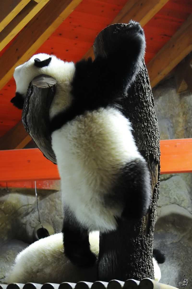 Der Panda-Nachwuchs im Zoo Madrid bt sich am Klettern. (Dezember 2010) 