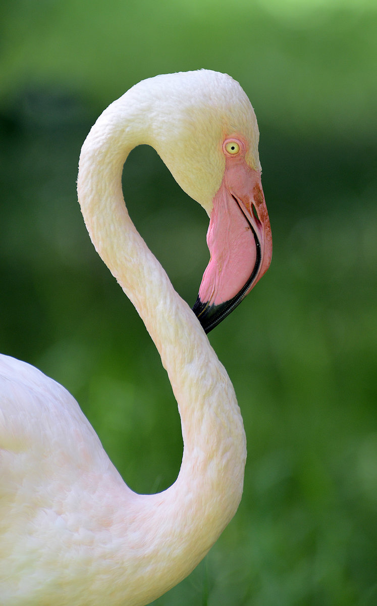 Der Rosaflamingo (Phoenicopterus roseus) ist eine Art aus der Familie der Flamingos (Phoenicopteridae). Er kommt in Teilen von Afrika, Asien und Sd-Europa vor. Aufnahme: 20. Oktober 2017.