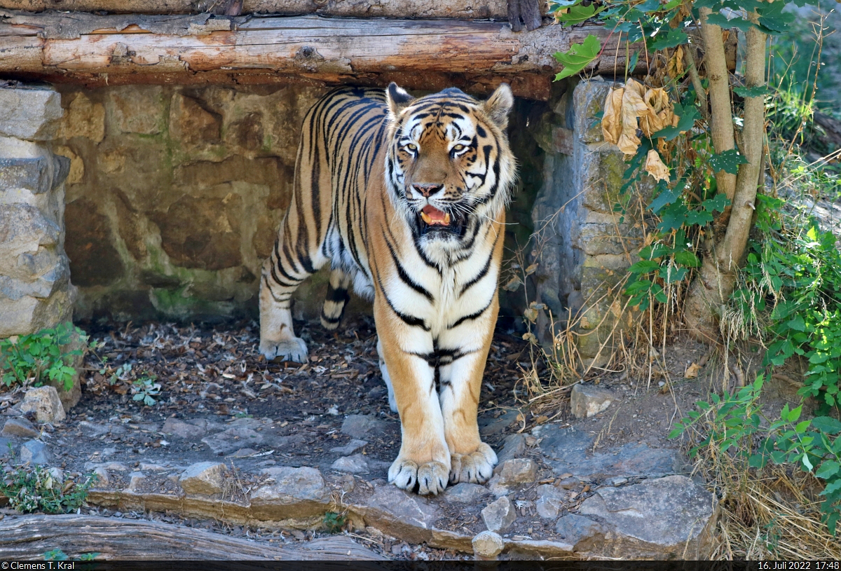 Der Sibirische Tiger  Samba  (Panthera tigris altaica) im Zoo Aschersleben.

🕓 16.7.2022 | 17:48 Uhr