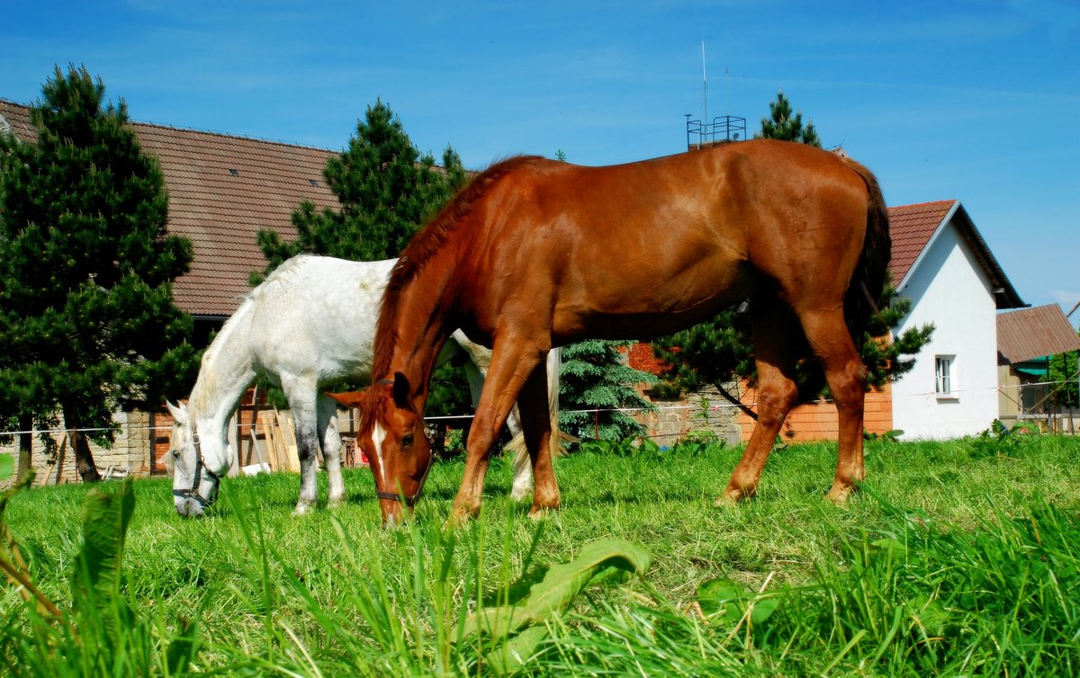 Die 2 Pferde wurde im Sommer 2009 in Etzdorf Thringen mit der Spiegelreflexkamera Nikon D80 aufgenommen. Das Bild war sogar schon in der Zeitung.