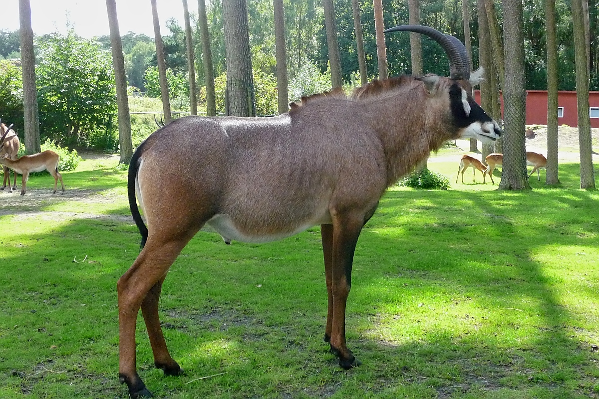 Die Bume wachsen fast genauso krumm wie die Hrner der Oryxantilope im Serengetipark, 9.9.15 