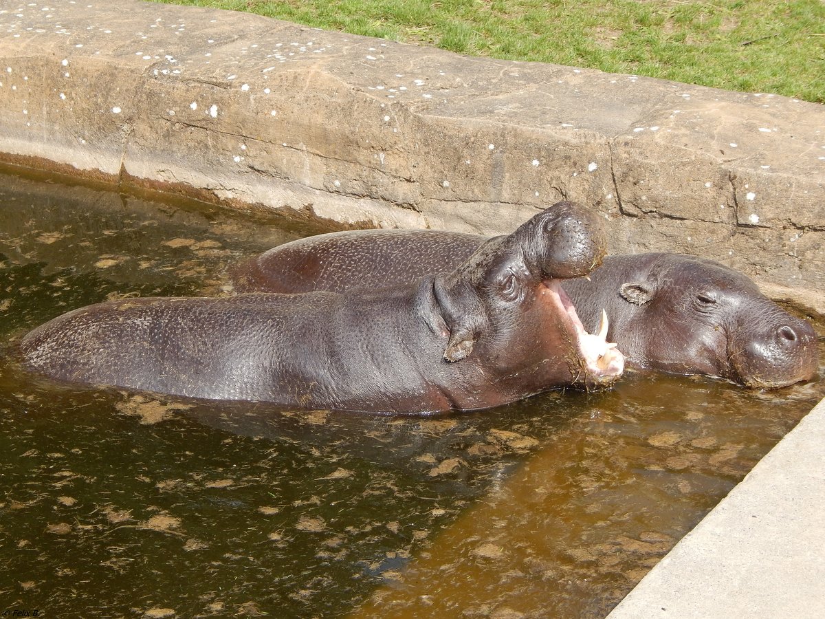 Die beiden Zwergflusspferde im Rostocker Zoo am 19.08.2018