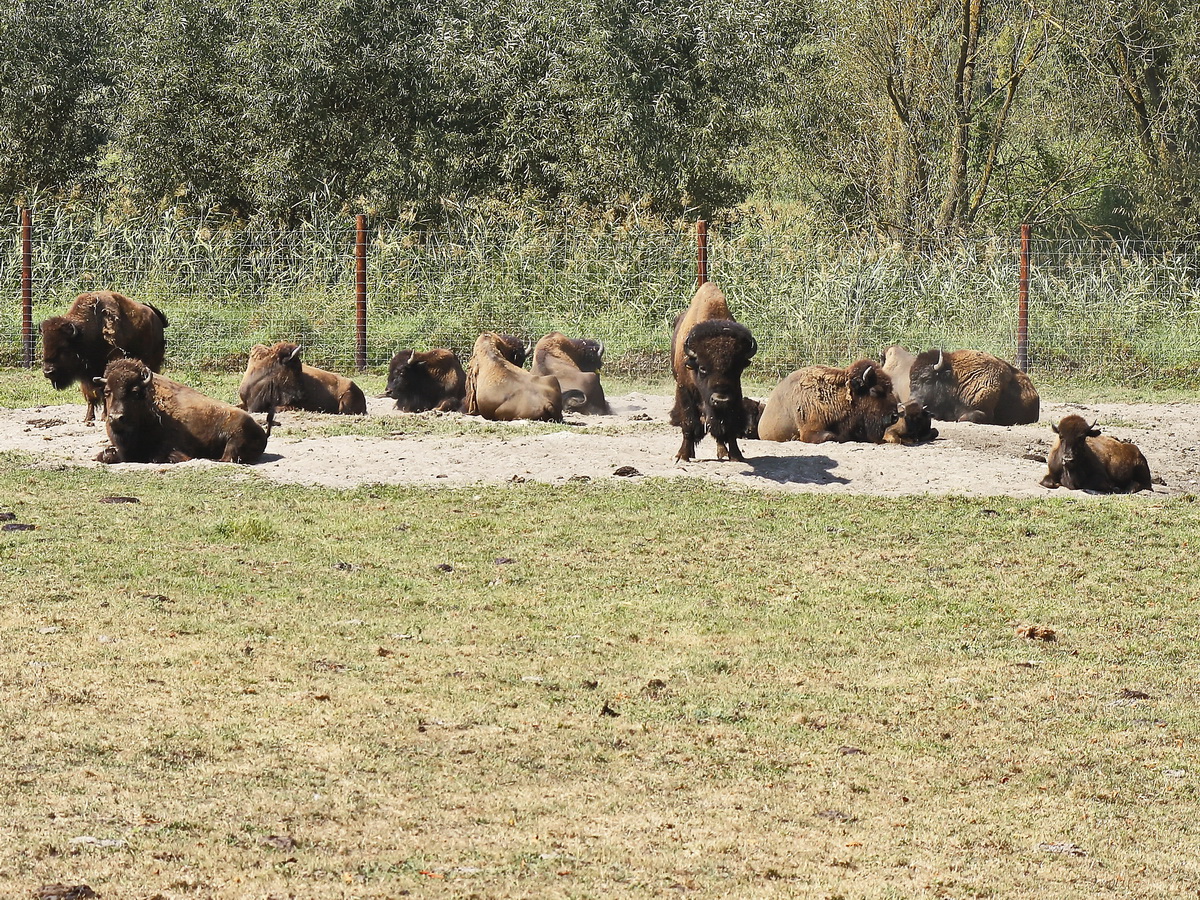 Die Bisons in der Elch und Rentierfarm in Kleptow am 17. August 2018.