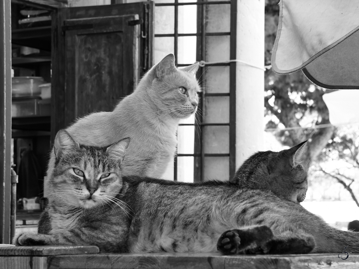 Die Drei von der T...heke. Diese Katzen zhlten quasi zu Inventar eines Biergartens und lieen sich durch nichts aus der Ruhe bringen. (Valletta, Oktober 2017)
