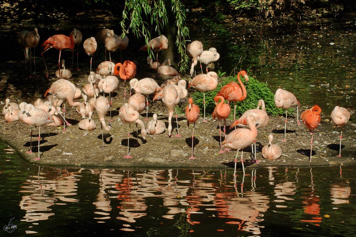 Die Flamingokolonie im Zoo Dortmund. (September 2008) 