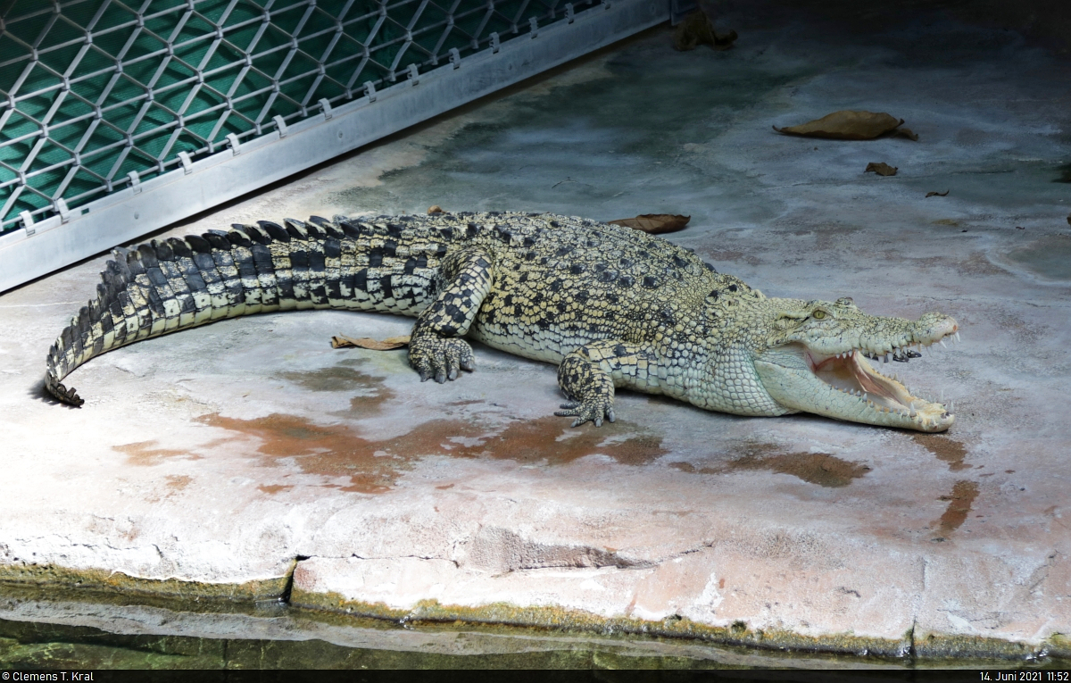 Die Leistenkrokodil-Dame Tong in der Krokodilhalle der Wilhelma Stuttgart. Sie ist seit 2006 hier anzutreffen und lebt inzwischen mit Deutschlands grtem Krokodil Frederick zusammen.

🕓 14.6.2021 | 11:52 Uhr