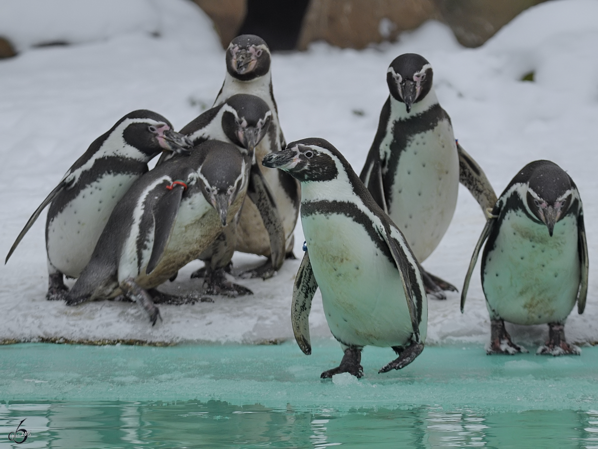 Die Mutigen und die Vorsichtigen... Humboldt-Pinguine im Zoo Dortmund. (Februar 2010)