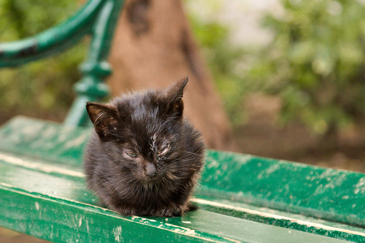 Die Schattenseiten groer Katzenpopulationen zeigen sich meist in Form verschiedenster Krankheiten oder verwahrlost aussehender Artvertreter. Hier ruht sich am 28.09.2022 ein Katzenwelpe auf einer Parkbank in Kotor, Montenegro aus. 