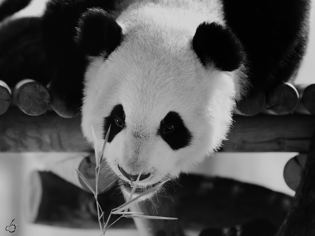 Die scheinbar erste Begegnung dieses jungen Pandas mit dem zuknftigen Hauptnahrungsmittel. (Zoo Madrid, Dezember 2010)