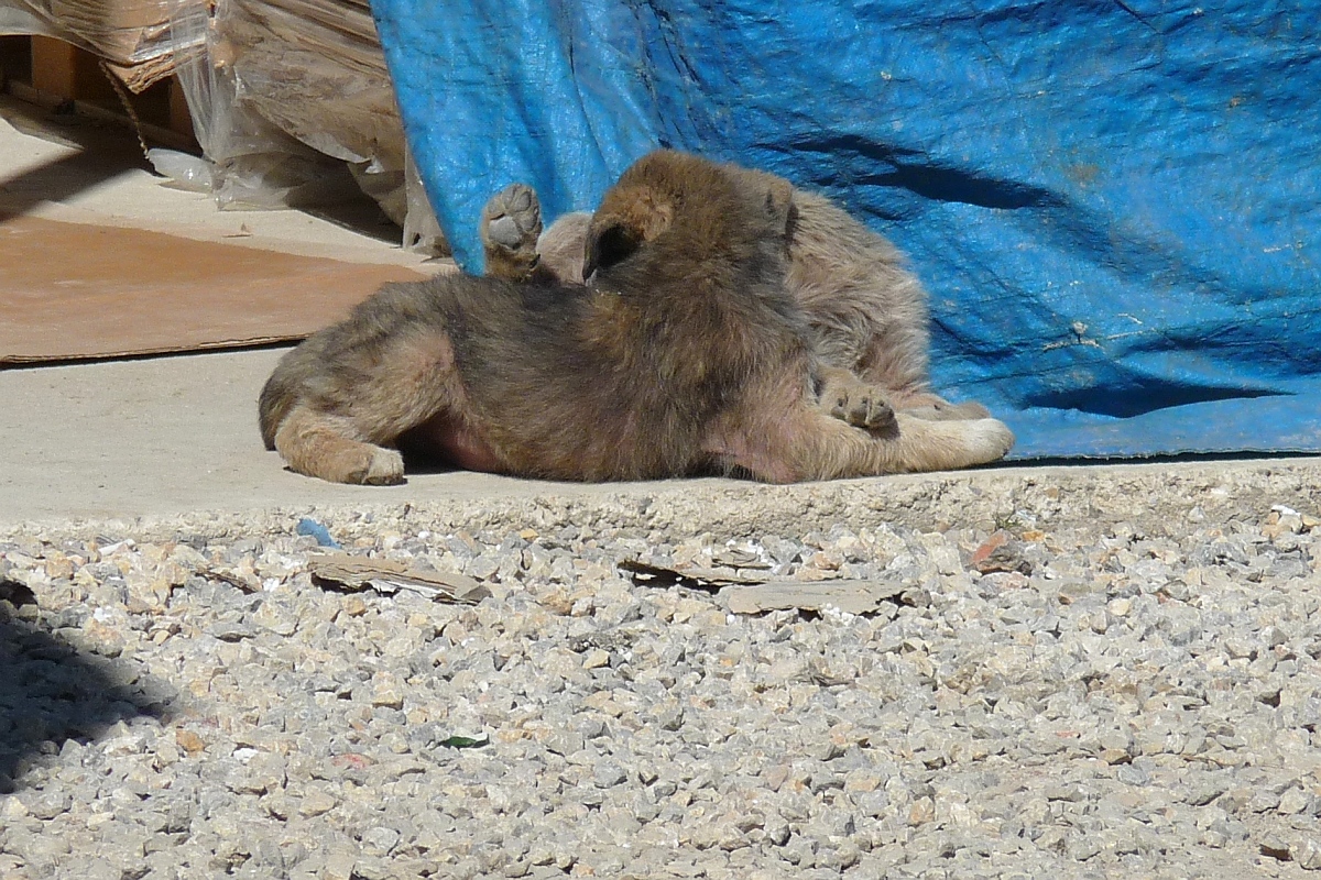 Die zwei jungen Straenhunde bilden ein unentwirrbares Fellknuel in Inegl, Trkei, 3.4.2016